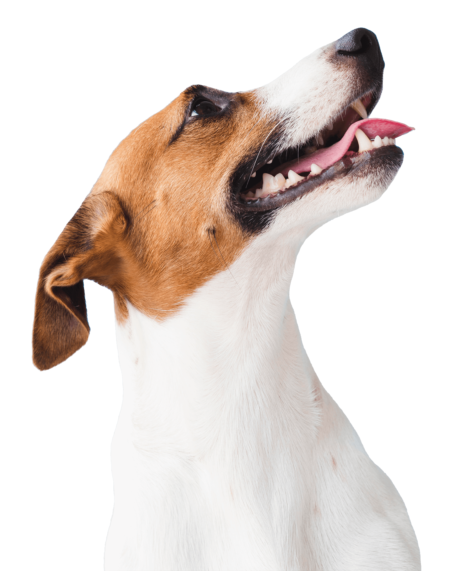 Responsive Dog Image